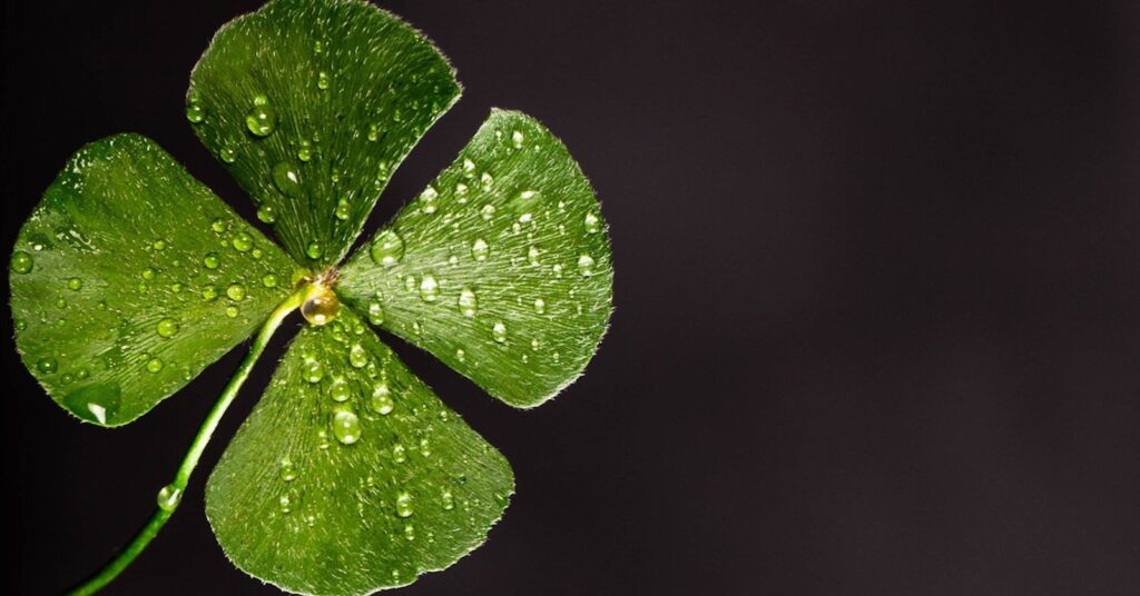 Four leaf clover black background