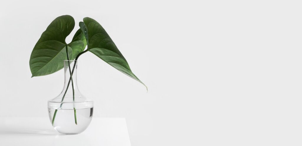 simple vase against white background