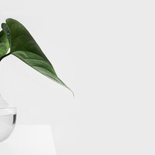 simple vase against white background